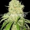 Australian Blues Seeds Image