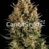 Borderliner Extreme Feminized Seeds Image
