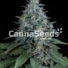 Bubba Kush Autoflower Seeds Image