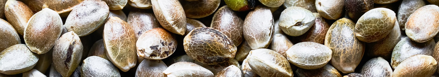 Cannabis Seeds Image
