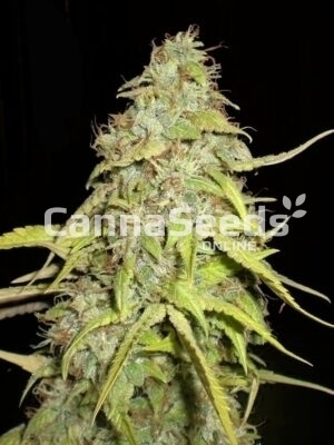 Chocolope Seeds Image