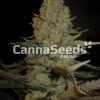 Critical Seeds Image