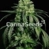 Doctor Green Seeds Image
