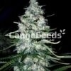 Mexican Sativa Seeds Image