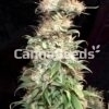 Painkiller Seeds Image