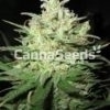 Power Plant Seeds Image