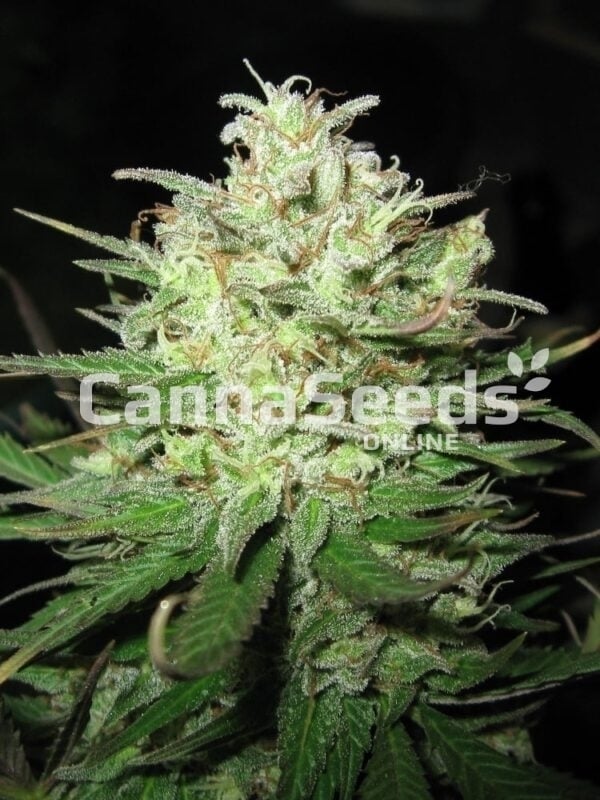 Power Plant Seeds Image