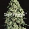 Skunk Nr1 Seeds Image
