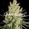 Super Silver Haze Seeds Image