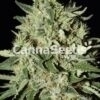 White Rhino Seeds Image
